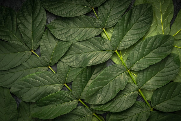 Foglia verde per lo spazio della copia. Sfondo di ecologia.