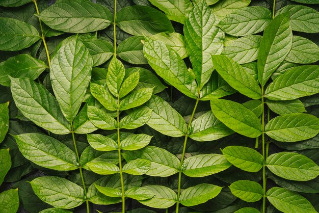 Foglia verde per lo spazio della copia. Sfondo di ecologia.