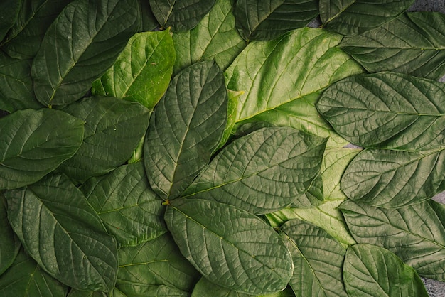 Foglia verde per lo spazio della copia. Sfondo di ecologia.