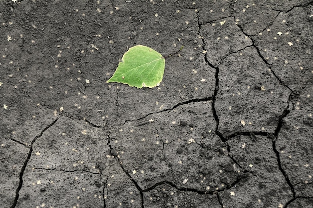 Foglia verde per terra