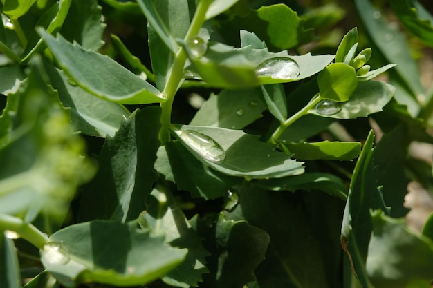 Foglia verde Primo piano con goccia d'acqua