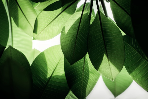 Foglia verde retroilluminata in estate o primavera. Luce solare naturale che splende attraverso l&#39;albero