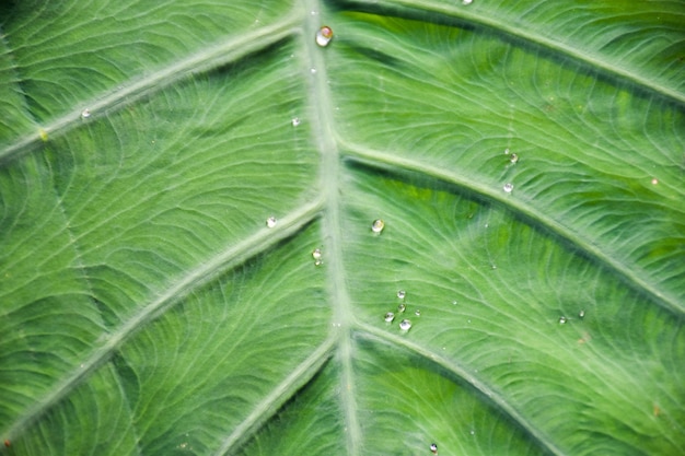 Foglia verde strutturata