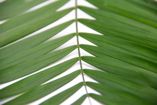 Foglia verde su bianco.