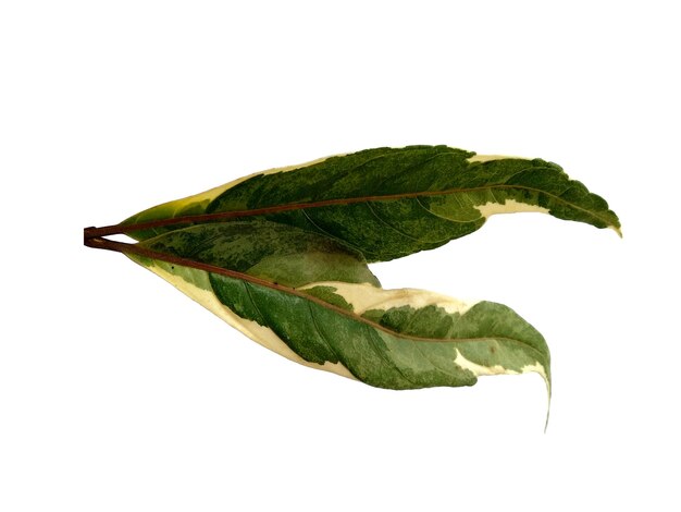 Foglia verde su sfondo bianco Albero con foglie verdi