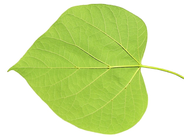 Foglia verde su un bianco isolato su sfondo bianco