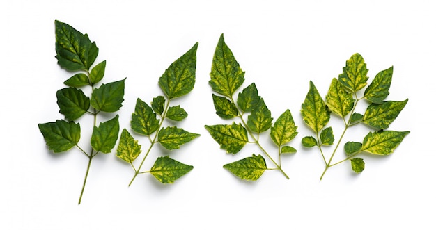 Foglia verde su un bianco