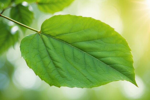 Foglia verde su uno sfondo verde sfocatoBella consistenza delle foglie alla luce solare sfondo piante verdi naturali paesaggio ecologia vista della natura in primo piano con spazio libero per il testo sfondo verde naturale