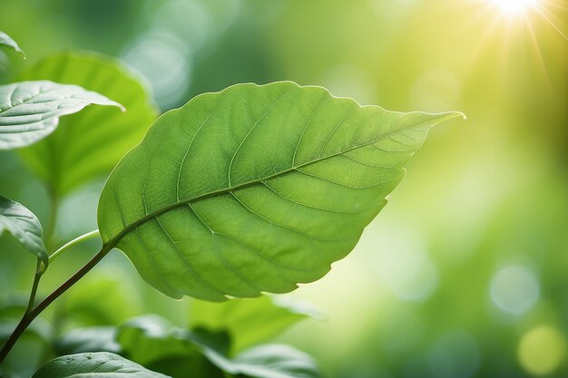 Foglia verde su uno sfondo verde sfocatoBella consistenza delle foglie alla luce solare sfondo piante verdi naturali paesaggio ecologia vista della natura in primo piano con spazio libero per il testo sfondo verde naturale