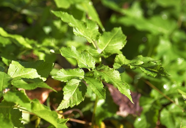 Foglia verde succosa con una superficie lucida sul ramo di un cespuglio in primo piano Nature Of Siberia