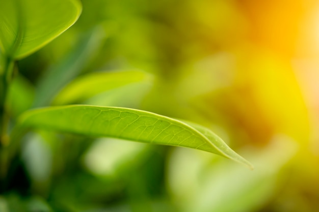 Foglia verde sul concetto vago del fondo della pianta