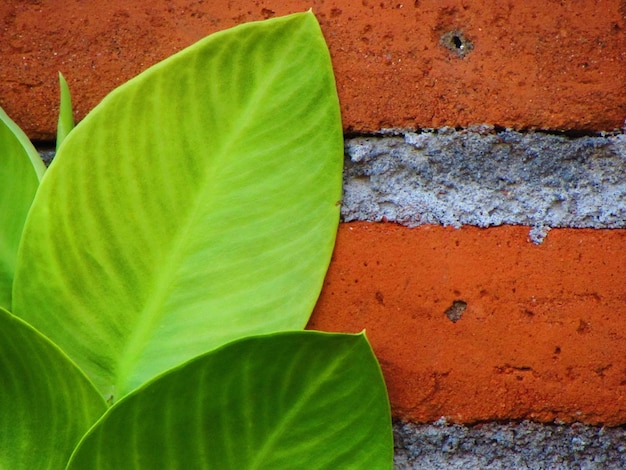 Foglia verde sul fondo del muro di mattoni