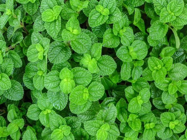 foglia verde sulla natura per lo sfondo