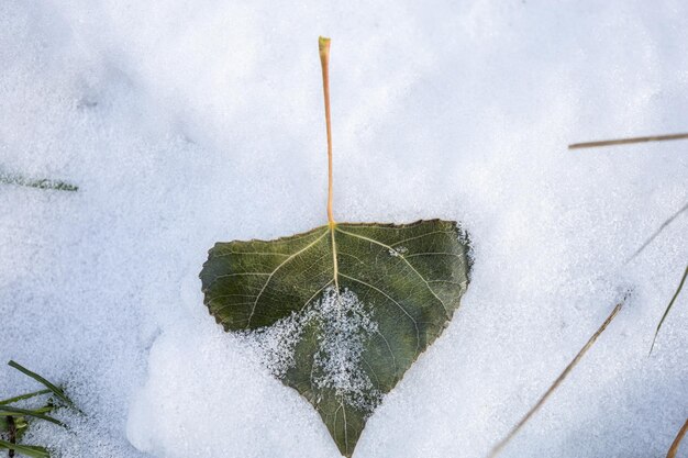 Foglia verde sulla neve