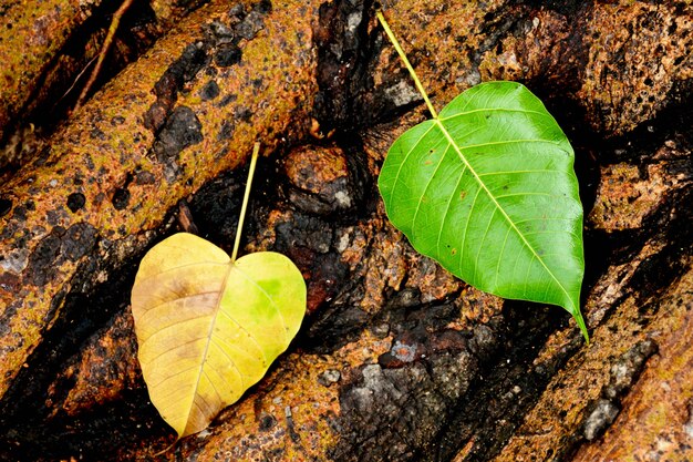 Foglia verde sulla radice dell&#39;albero dopo la pioggia del giorno