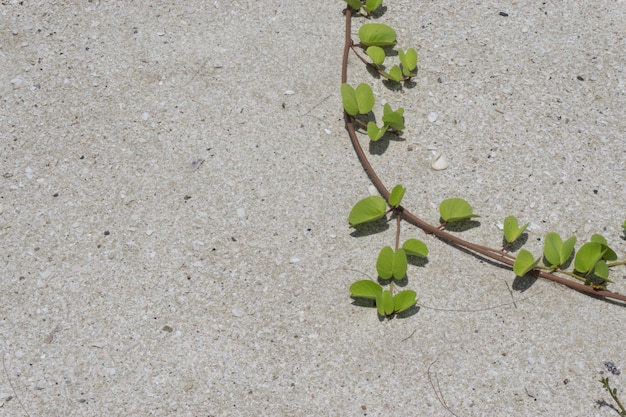 Foglia verde sulla sabbia La vite cresce nella sabbia.