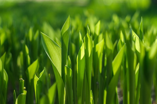 Foglia verde traslucida Sfondo verde dalla vegetazione