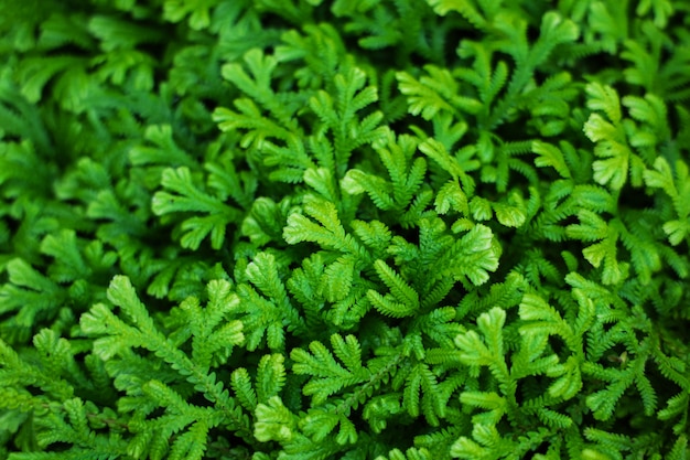 Foglia verde tropicale con la luce del mattino nel giardino