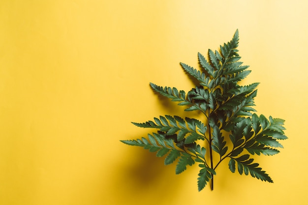 Foglia verde tropicale su fondo giallo