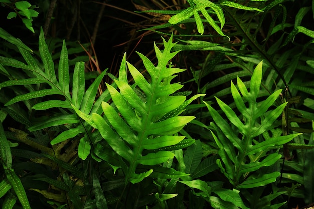 foglia verde tropicale.