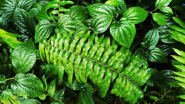 foglia verde tropicale.