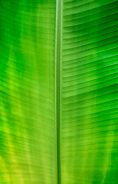 Foglia verde vicino sfondo