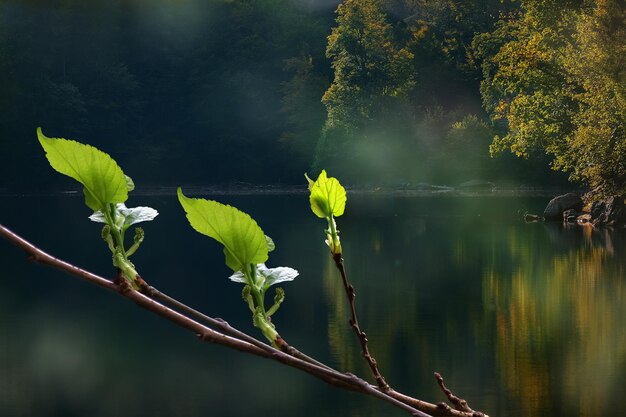 foglia verde