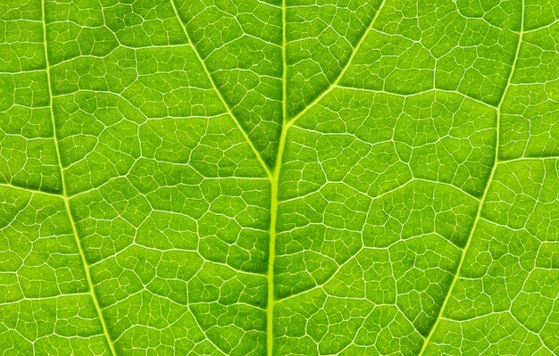 Foglia verde