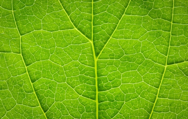 Foglia verde