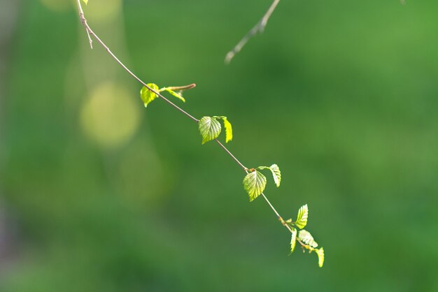 foglia verde