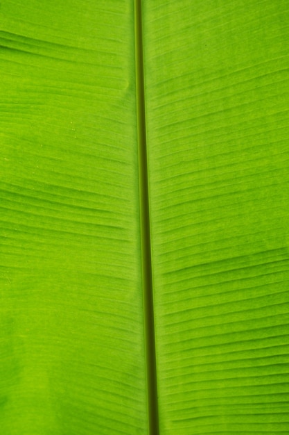 Foglia verde