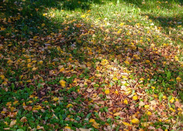 Fogliame autunnale caduto di alberi su erba verde