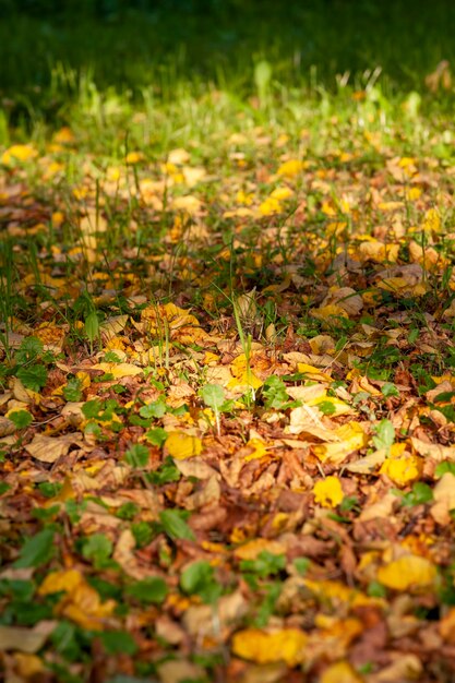 Fogliame autunnale caduto di alberi su erba verde