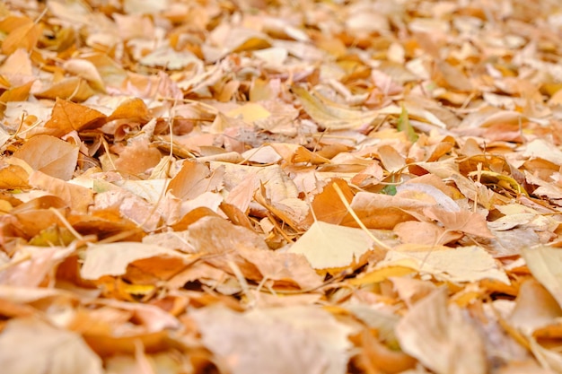 Fogliame autunnale caduto in una giornata calda e luminosa.