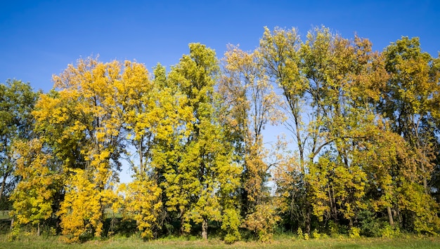 Fogliame autunnale colorato all'inizio dell'autunno, caldo tempo soleggiato