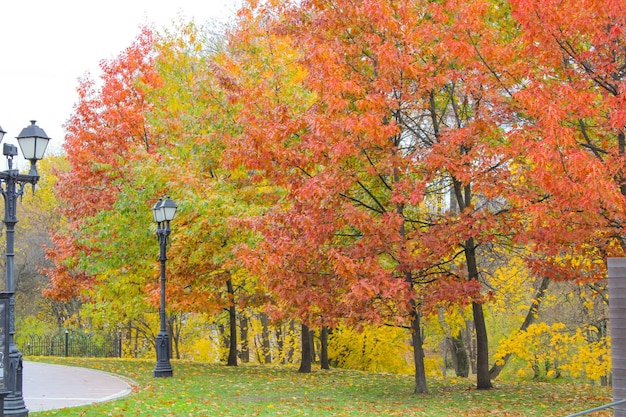 Fogliame autunnale colorato nel parco