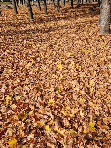 Fogliame autunnale della foresta con colori brillanti delle foglie gialle e arancioni.Autunno dorato.