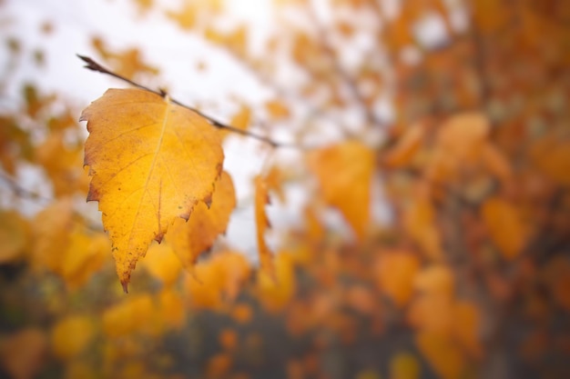 fogliame autunnale di una betulla