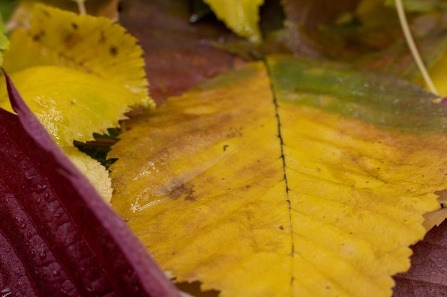 Fogliame autunnale dopo il primo piano della pioggia in macro