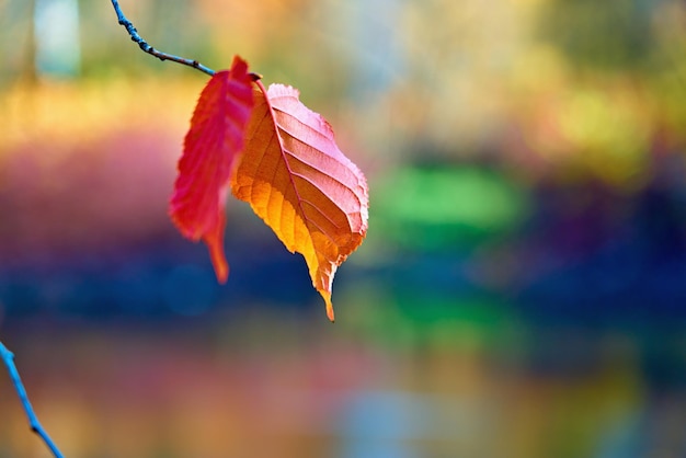 Fogliame autunnale rosso singolo su un ramo di albero in primo piano isolato su uno sfondo colorato sfocato