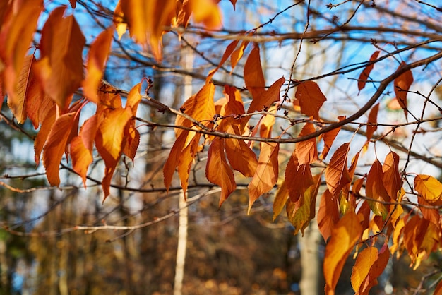 Fogliame autunnale rosso su un primo piano del ramo di albero per lo sfondo naturale