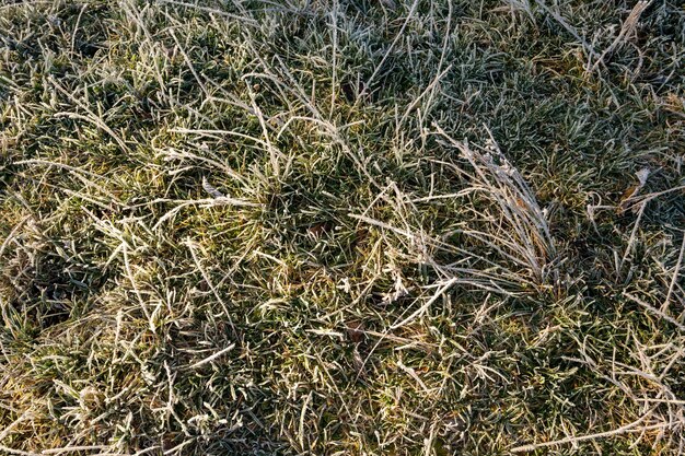 Fogliame autunnale su erba verde congelata da vicino