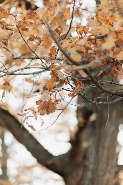 Fogliame autunnale su un albero primo piano paesaggio autunnale