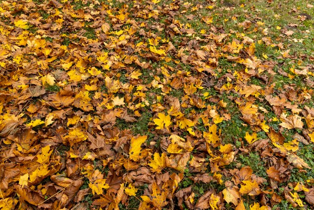 Fogliame autunnale sugli alberi durante il suo cambiamento di colore