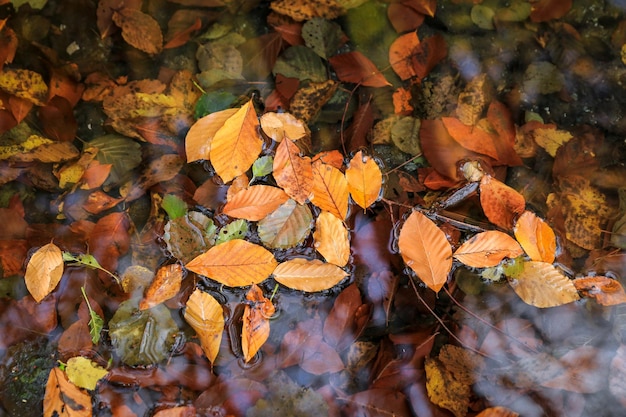 Fogliame autunnale sulla superficie del lago