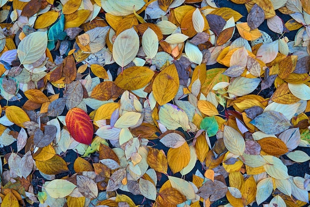 Fogliame autunnale variopinto sul terreno