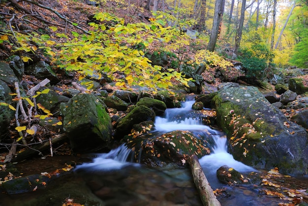 fogliame autunnale