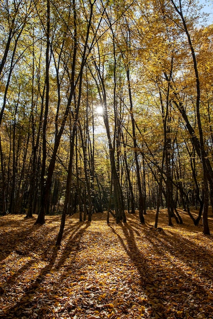 Fogliame caduto in autunno durante la caduta delle foglie con tempo nuvoloso