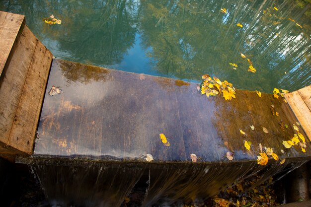 Fogliame colorato che galleggia nell'acqua autunnale scura con il riflesso degli alberi. Ottobre.