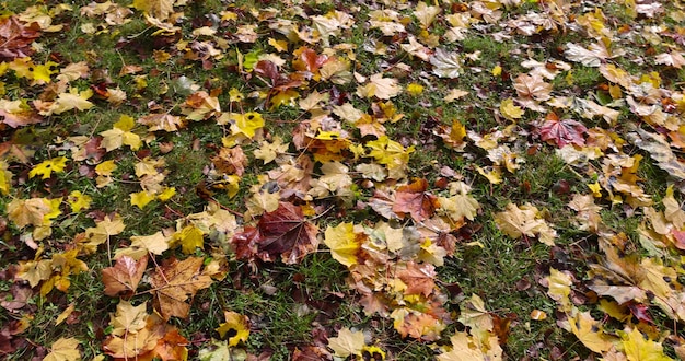 fogliame colorato dell'acero in autunno